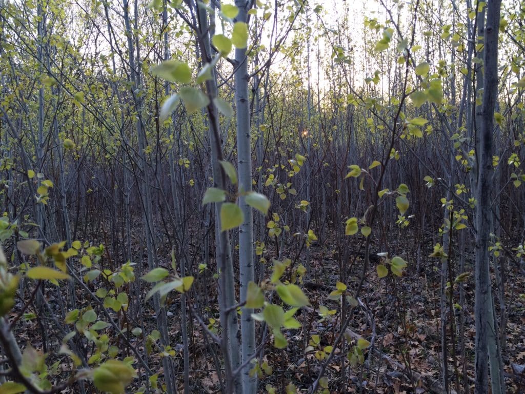 Young aspen forests are great habitat for ruffed grouse.