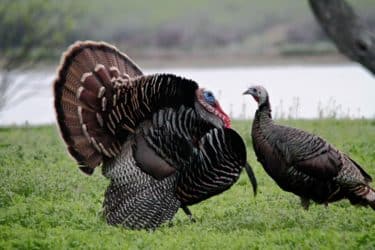 Male and female turkey by water