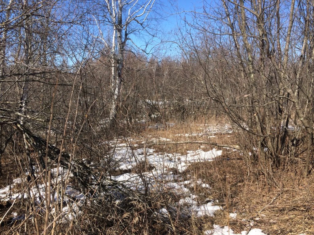 Brushy thickets are great habitat for wild rabbits.