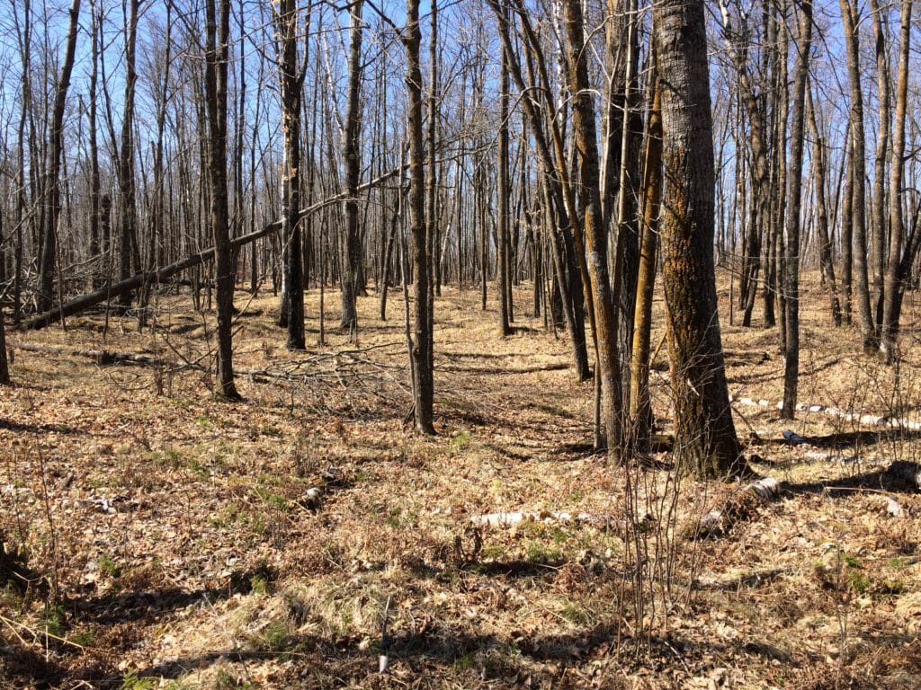 Habitat preferred by squirrels is deciduous trees.