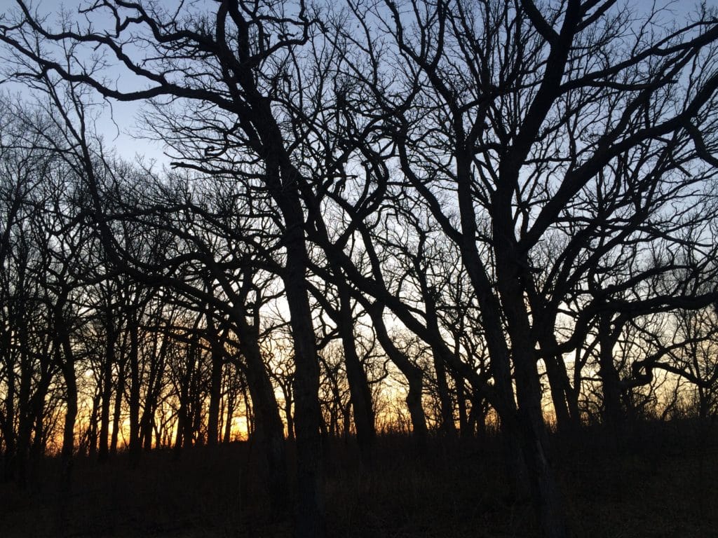 Oak tress provide a nice habitat for eastern wild turkeys and a place to roost