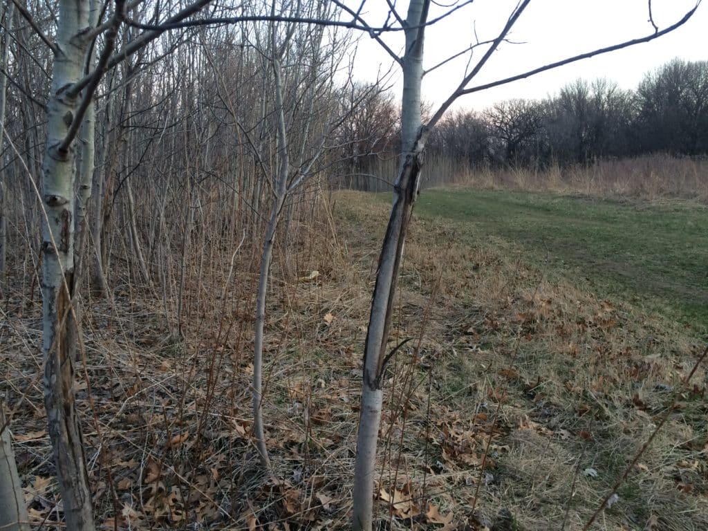 Young aspen trees are good habitat for white-tailed deer