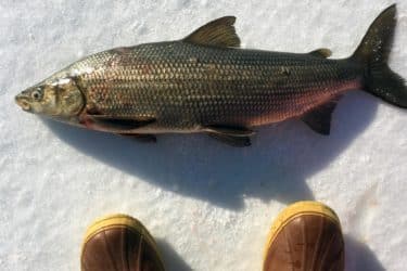 Lake Whitefish on Ice with Sorel boots