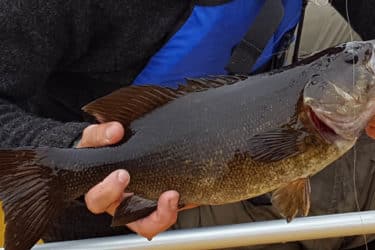 Smallmouth bass in the BWCAW