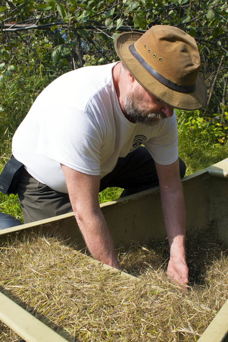 Harvesting Manoomin Wild Rice Modern Carnivore