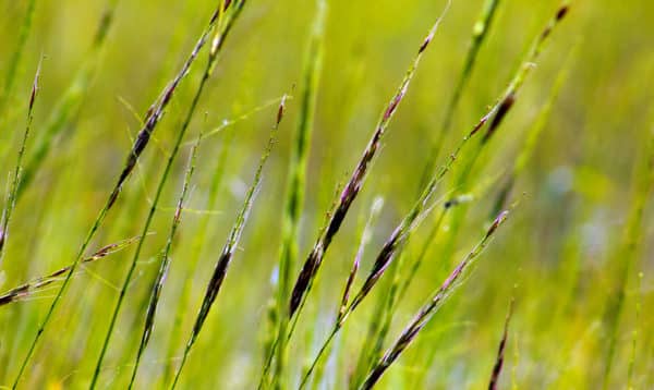 Wild Rice (Manoomin) Harvest in Minnesota - Modern Carnivore