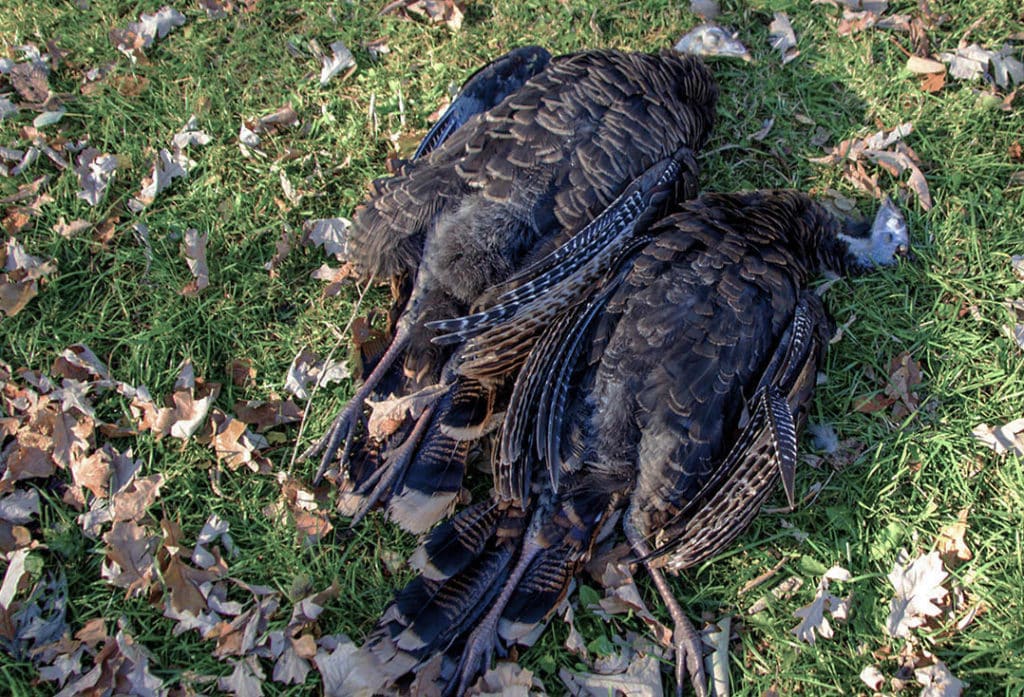 two wild turkey hens lying in grass