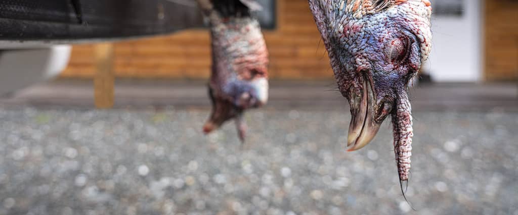Learn To Hunt Turkeys - Two dead turkeys - Modern Carnivore