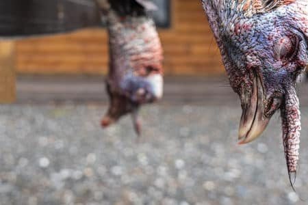 Learn To Hunt Turkeys - Two dead turkeys - Modern Carnivore