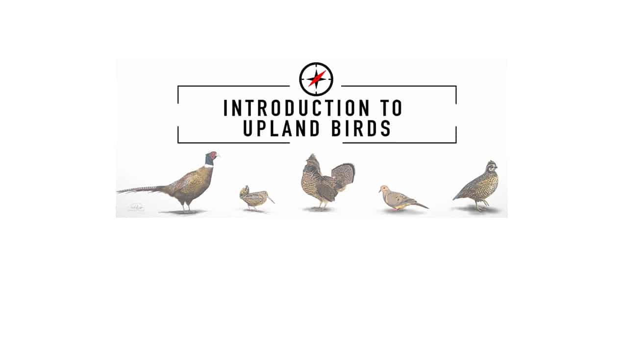 Learn-to-hunt-upland-birds-hunting-camp-live-by-modern-carnivore
