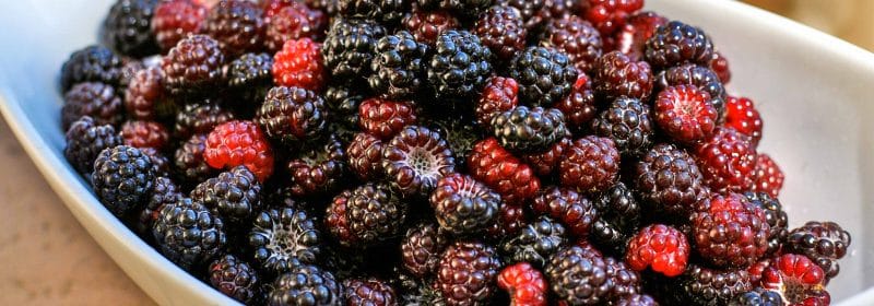 Black Cap Raspberries
