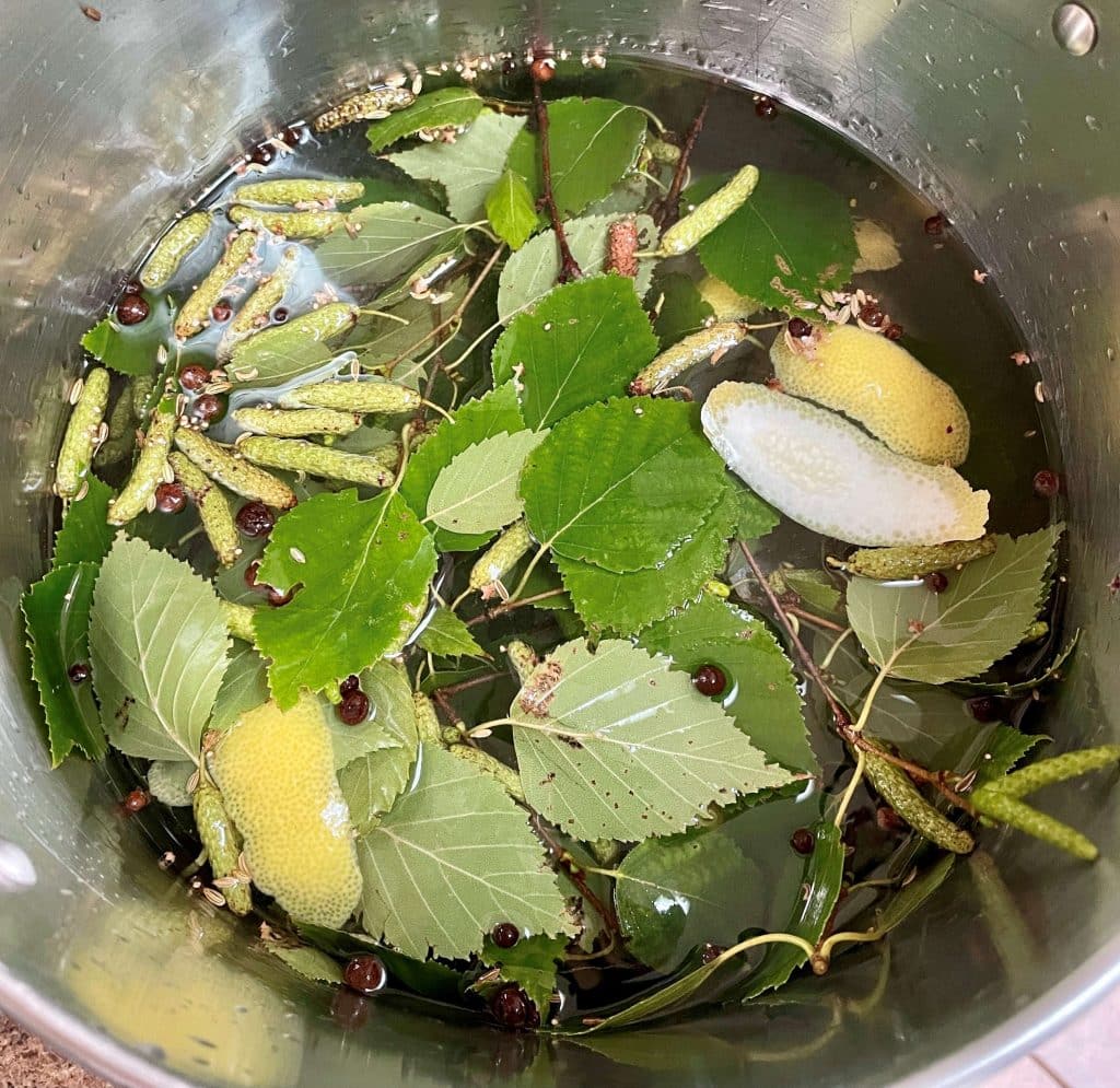 Leaves and pods for Birch Schnapps Recipe