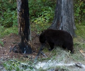 Black bear during Minnesota bear hunt