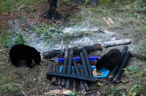 Two bears on Minnesota Bear Hunting bait..