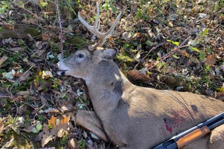 First White-tailed Deer