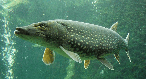 All Things Northern Pike