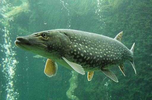 All Things Northern Pike