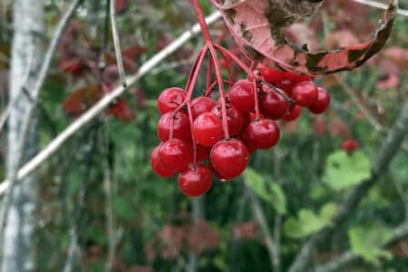 highbush cranberries modern carnivore foraging