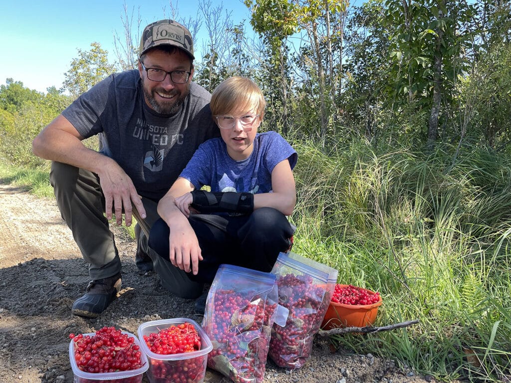Highbush-cranberries-harvested