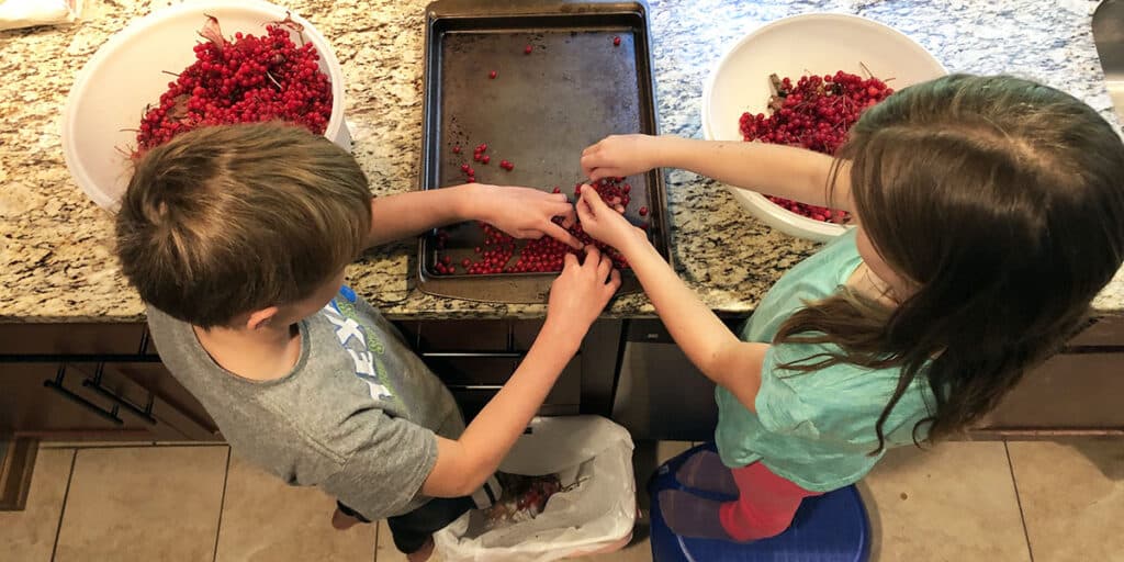 Kids cleaning highbush cranberries