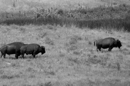 Bison and Grassland Conservation on the Modern Carnivore Podcast