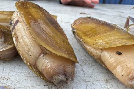 How to dig razor clams - Modern Carnivore